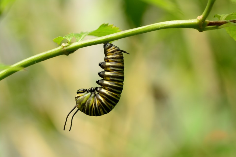 gettyimages-cocoonmetamorphosis