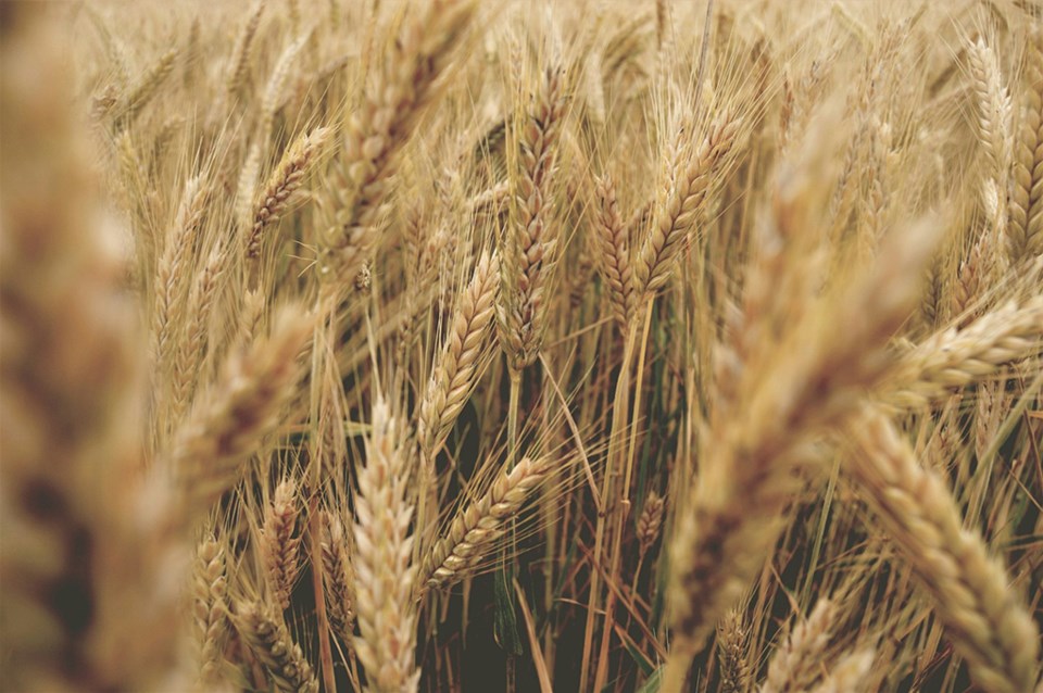 grain-unsplash