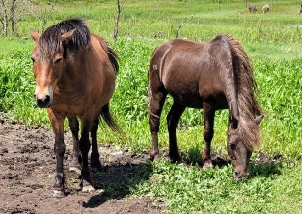 happy-little-hooves