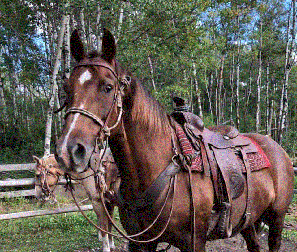 kenosee-riding-horse-2024