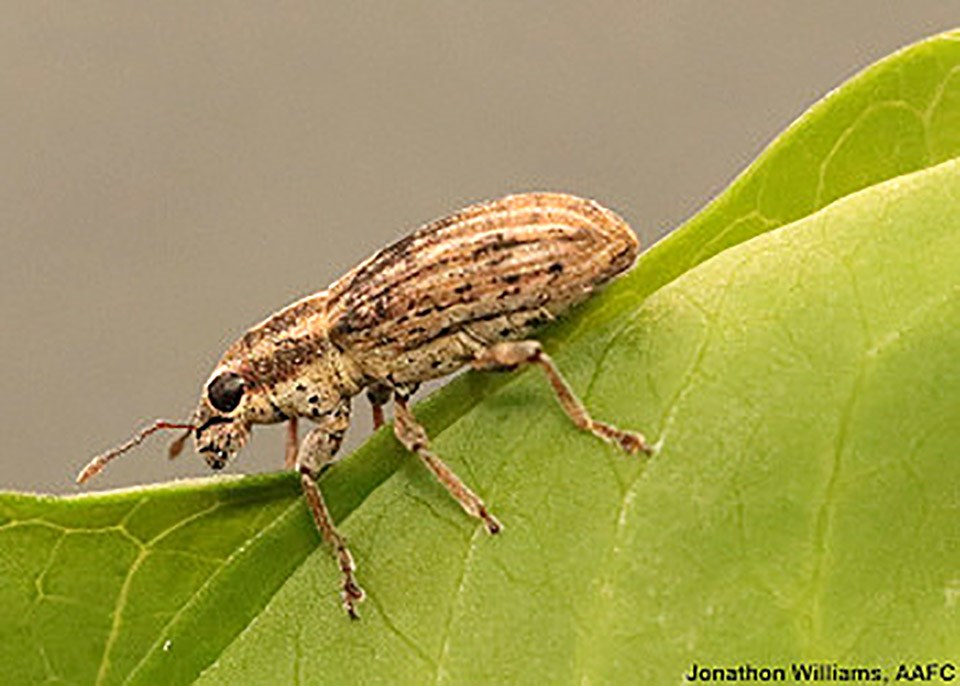 pestdetectiveadultpealeafweevils