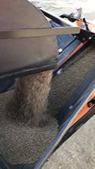 Phosphorus fertilizer being unloaded onto a conveyer belt. 