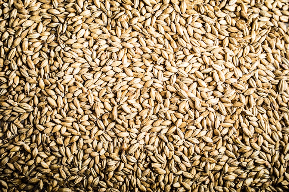 pilsner malt beer grain