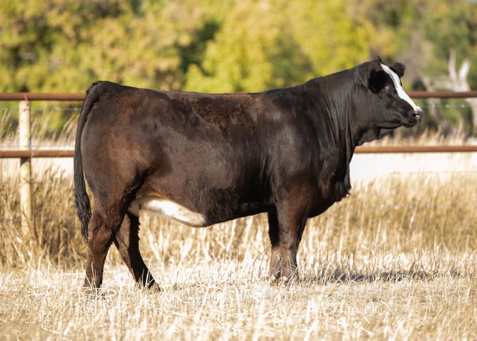 r-plus-simmentals-sale