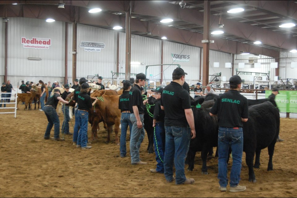 Senlac Beef members worked together to show their female beef animals as a group during the Lloydminster 4-H Expo June 1-3.