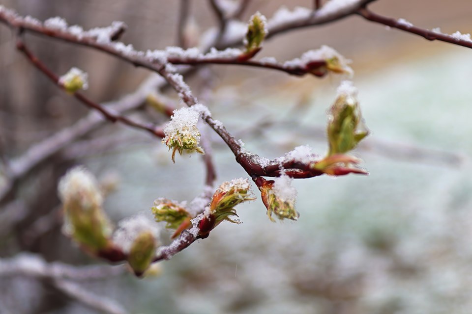 snow on saskatoon bush leaves