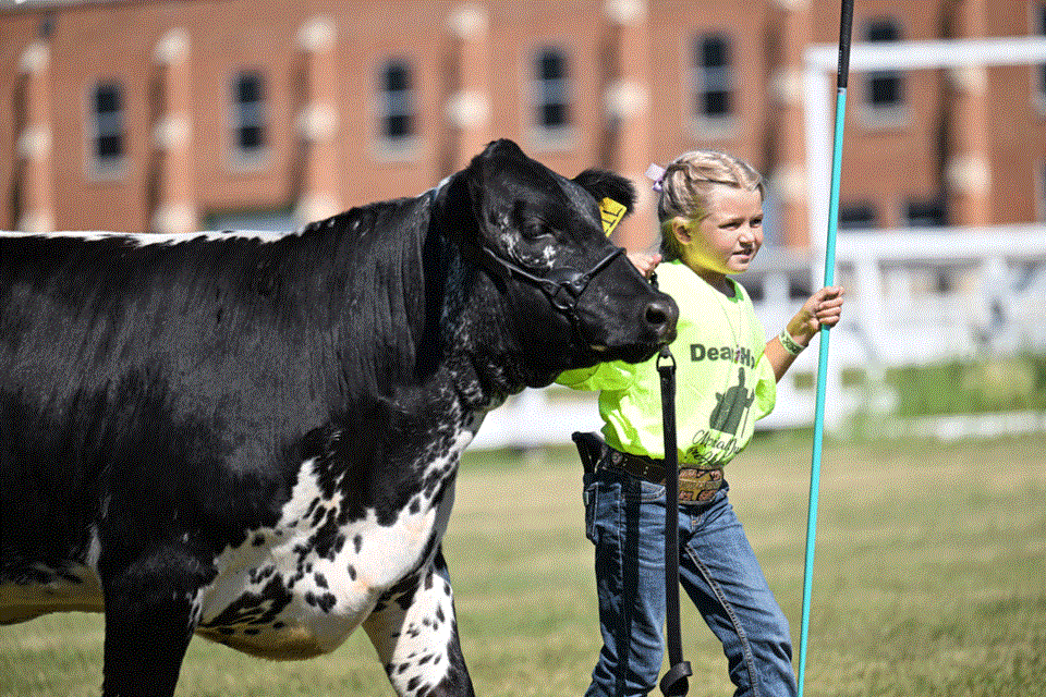 speckle-park-cattle