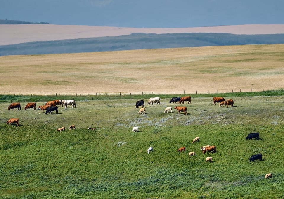01-4-col_top-ms_grazing-491192-1
