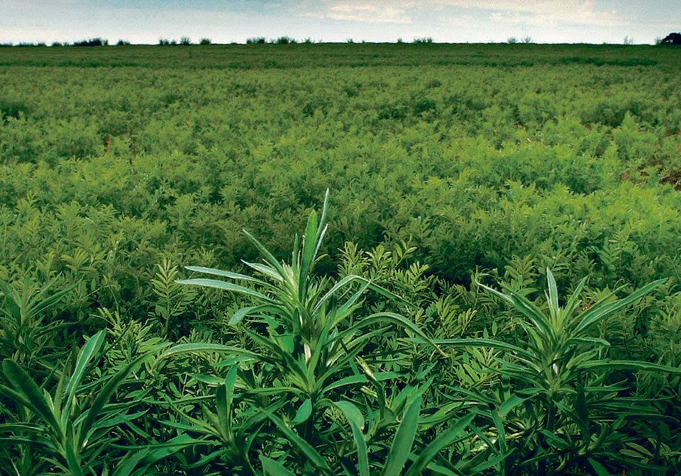 Researcher experiments with burying kochia