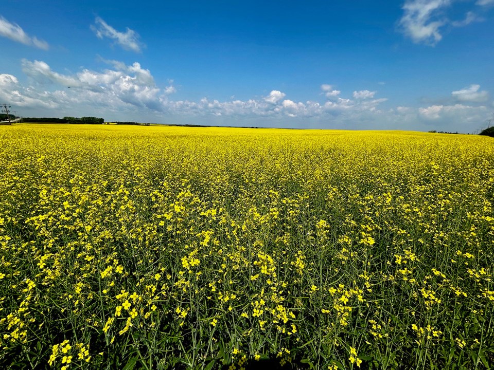 03-rka07152024_canola_bloom-1200