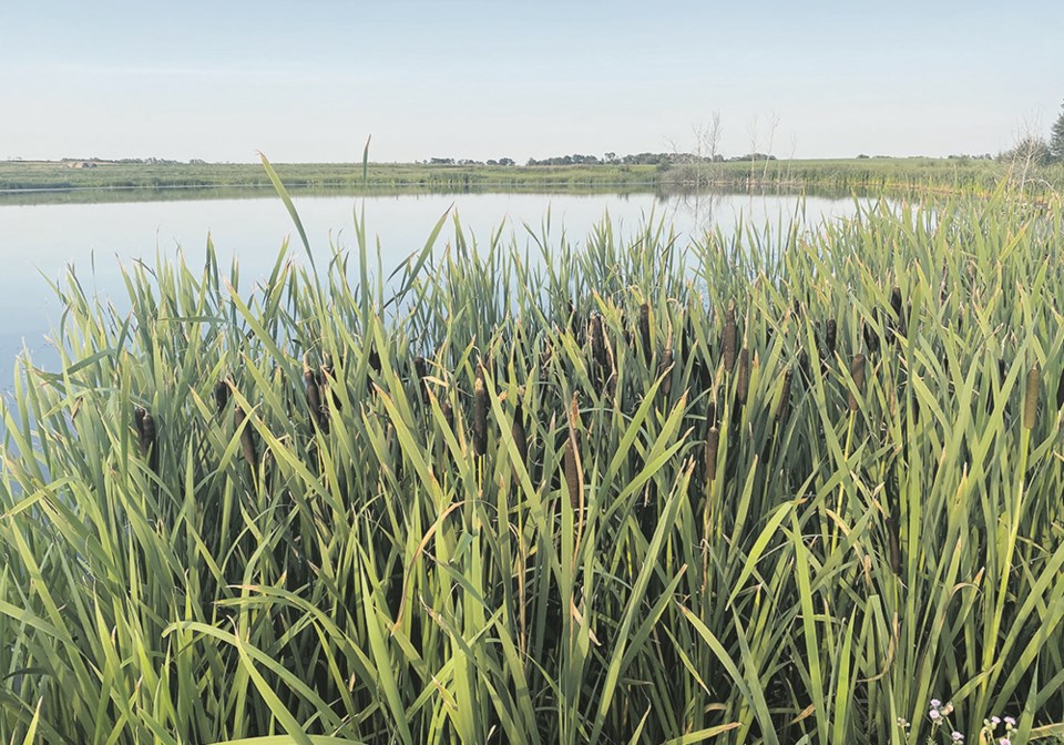 Index calculates wetlands value for agriculture