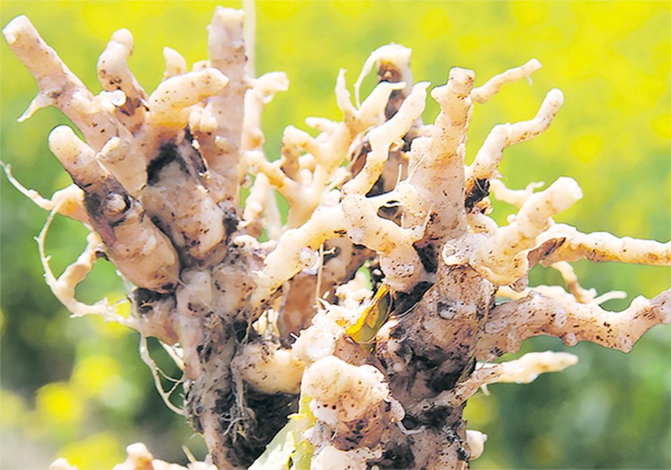 Clubroot fights back with increased pathotypes