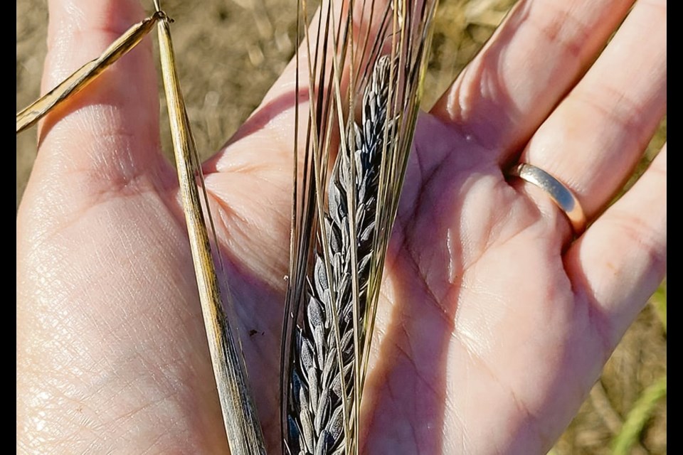 Ana Badea, a barley breeder with Agriculture Canada in Brandon, has developed a purple barley. The variety, which could soon be commercialized, contains anthocyanins, which are pigments found in blueberries, grapes and some vegetables. 