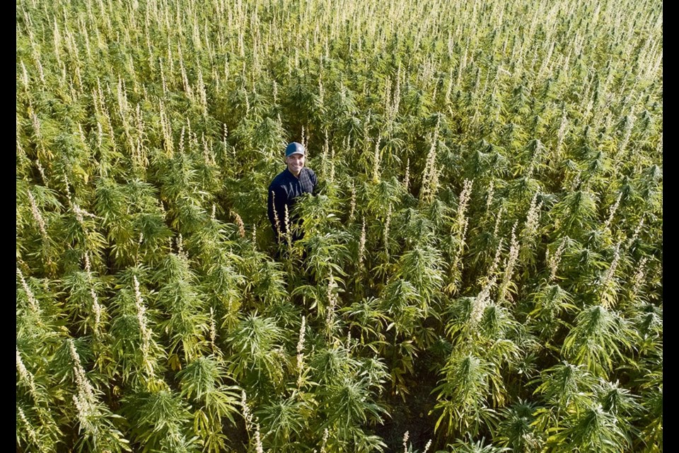 Wilson Johnston, chief agronomist and a co-founder of Blue Sky Hemp Ventures was up to his neck in a hemp crop in west central Saskatchewan this summer. 