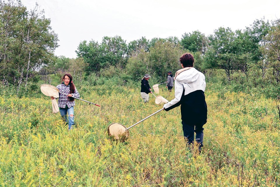 Volunteers spent hours sweeping through a patch of leafy spurge July 15 during a leafy spurge beetle collection day at the Willner-Elbow Community Pasture. 