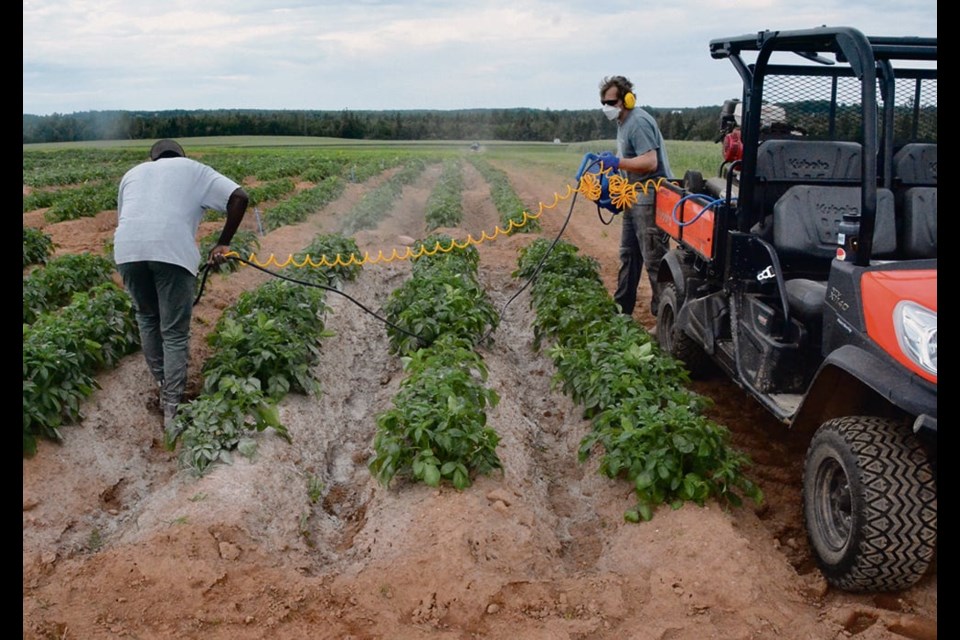 For the last couple of years, Agriculture Canada scientists have been blasting broadleaf weeds with corn grit, walnut grit and baking soda to see if abrasive materials can control weeds on high value crops such as potatoes, blueberries, wine grapes and dry beans. 