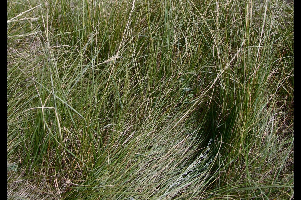 Green needle grass grows in a central Saskatchewan pasture. It is a favoured plant and a sign of a healthy pasture. 