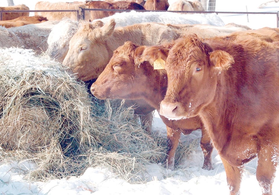 47-cattle-feeding-winter