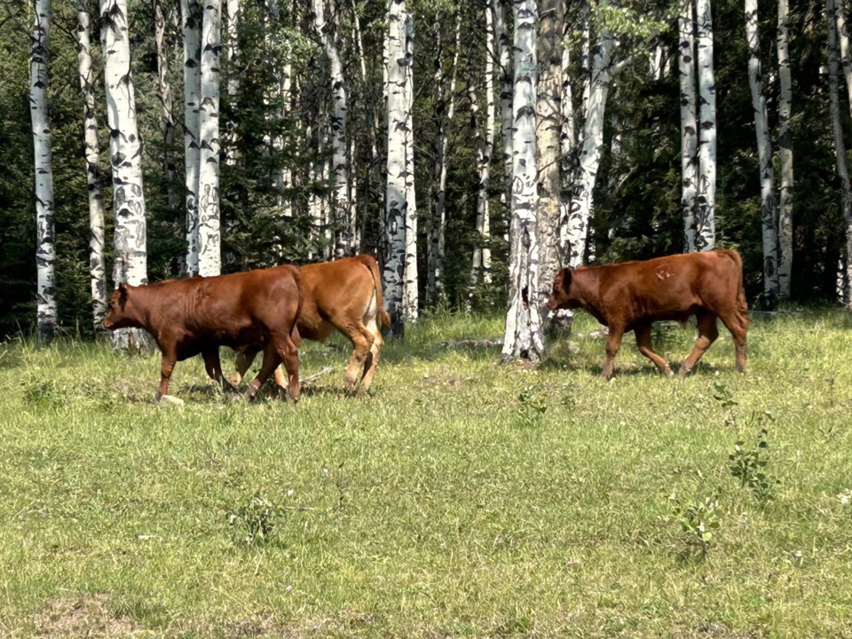 asm8142023-mountaincows1-2048x1536