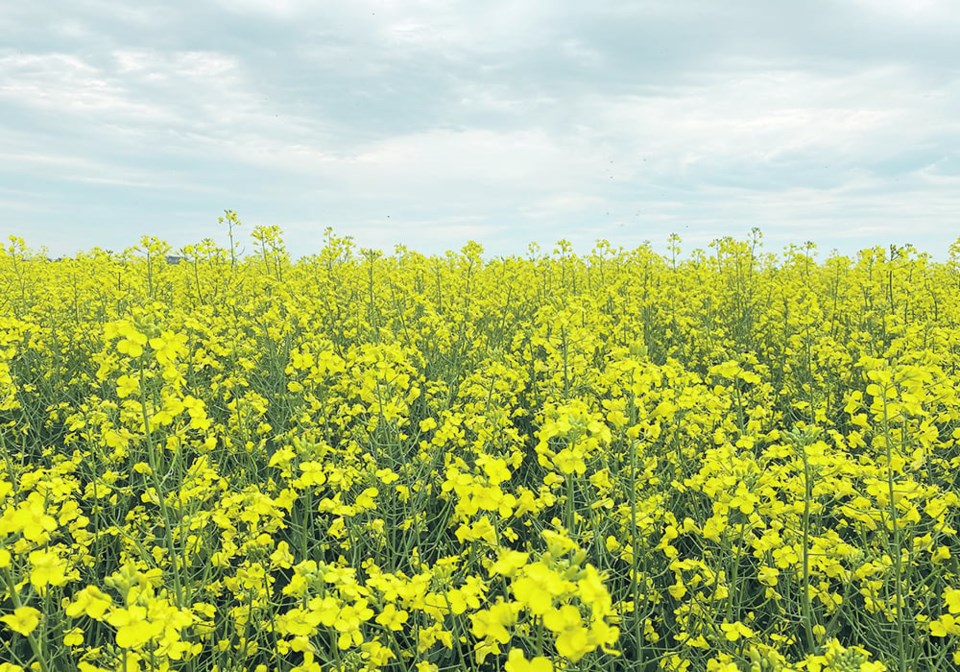 canola0423