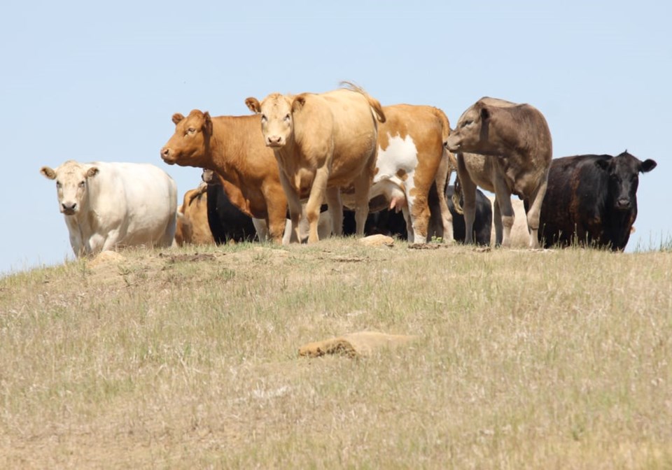 cattle-on-dry-pasture0624
