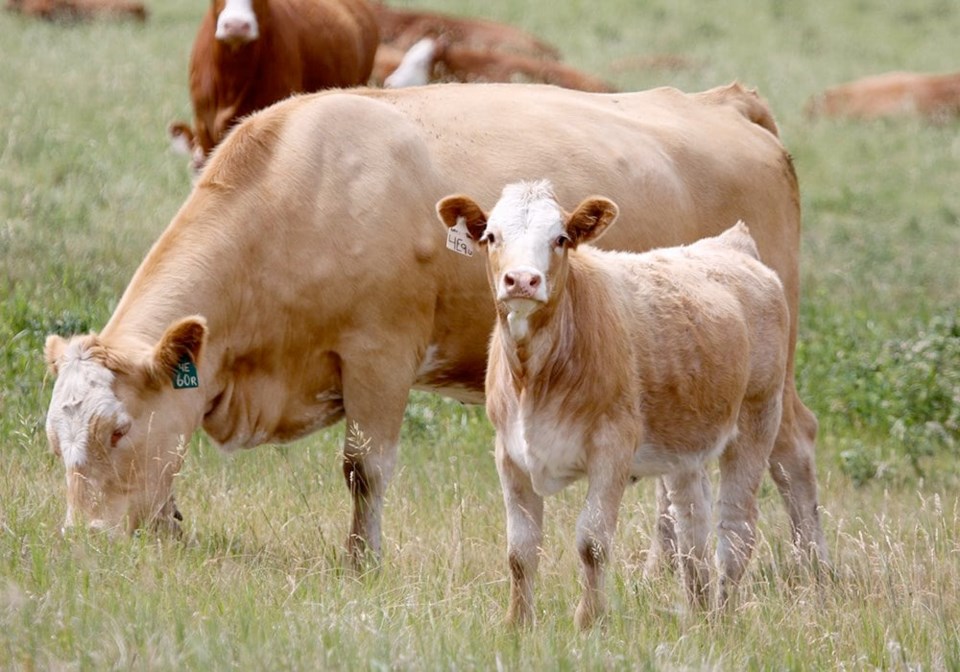 cow-calf0524