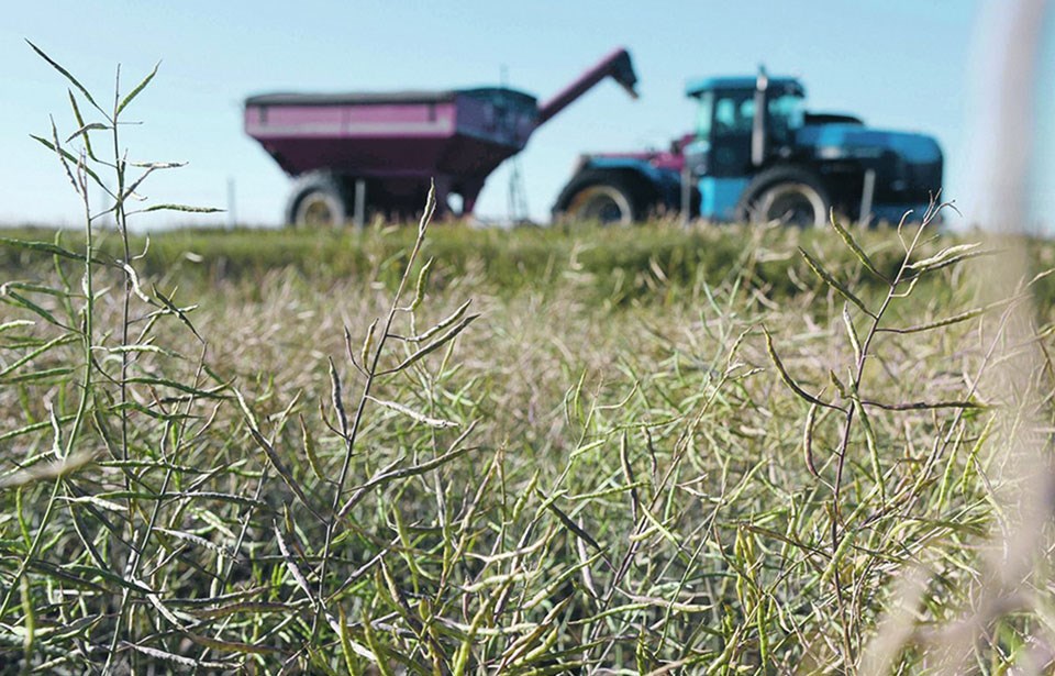 crop-insurance-drought-canola-1200