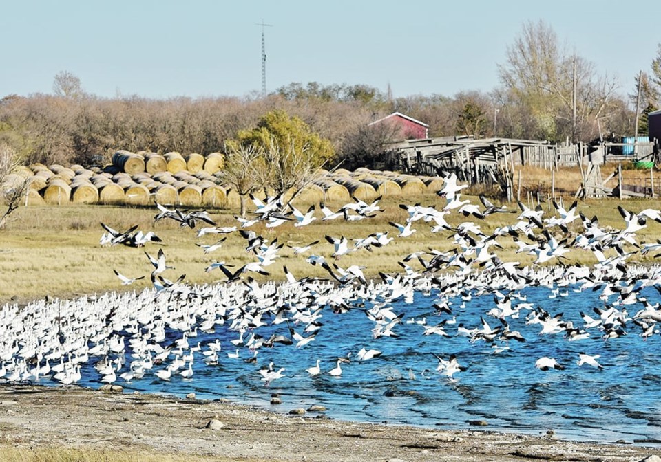 snowgeese0523