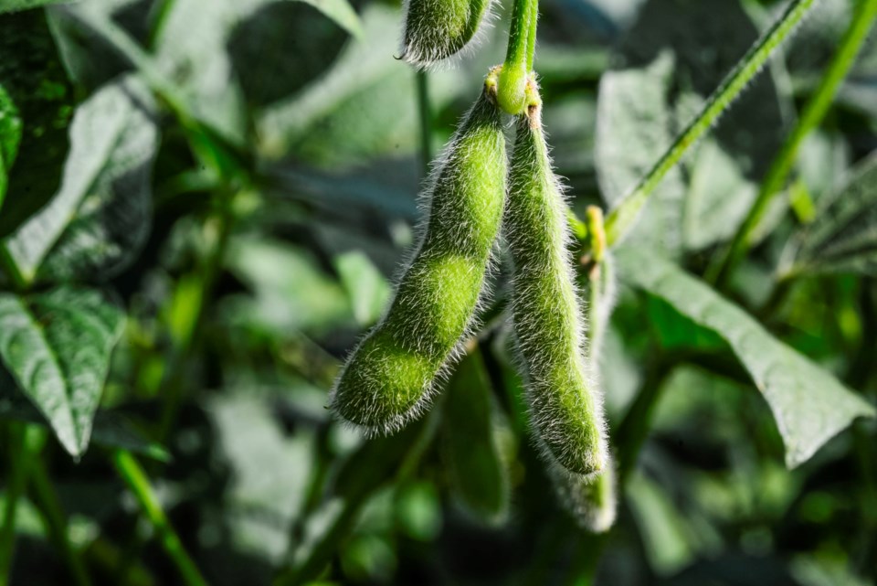 soybeans0923