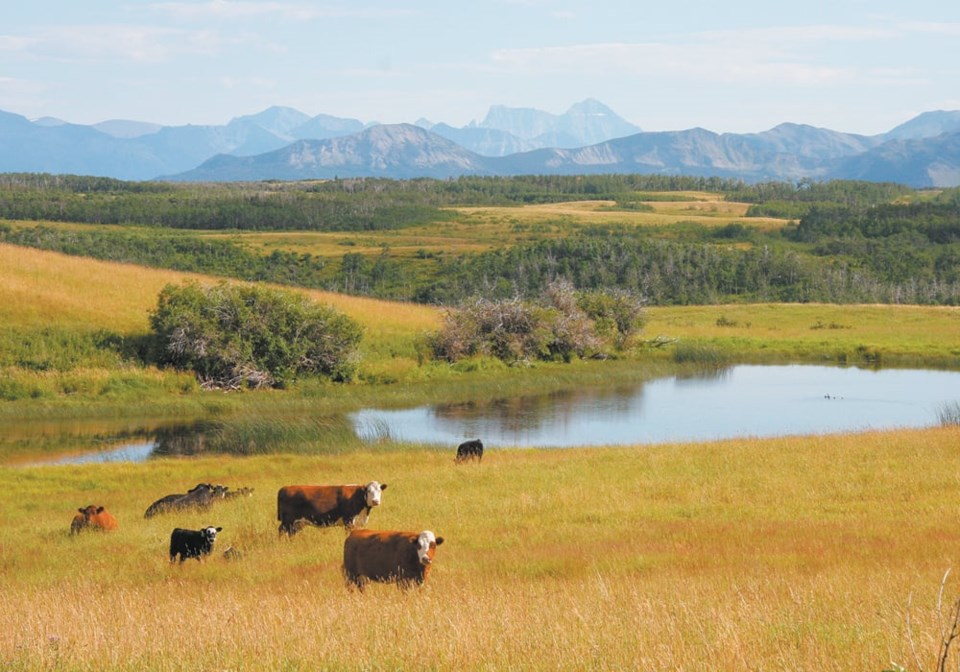 sustainable-cows-pasture_water