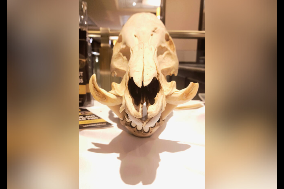 A wild pig skull is showcased at a Squeal on Pigs display table in Manitoba. 