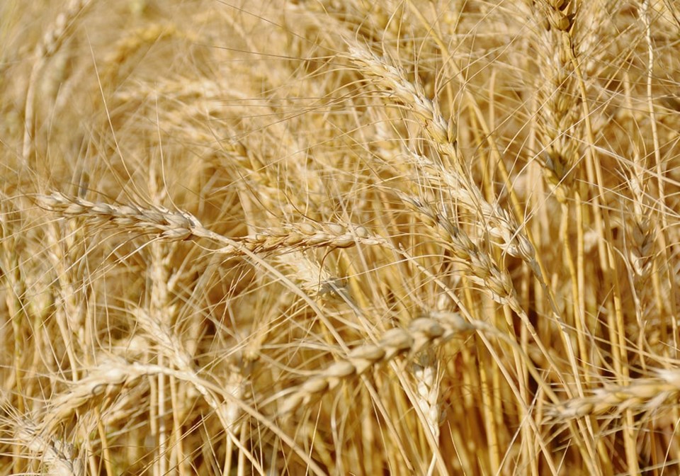 wheatsector