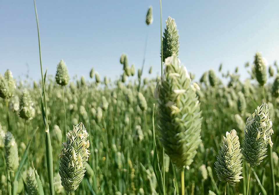 wp canaryseed