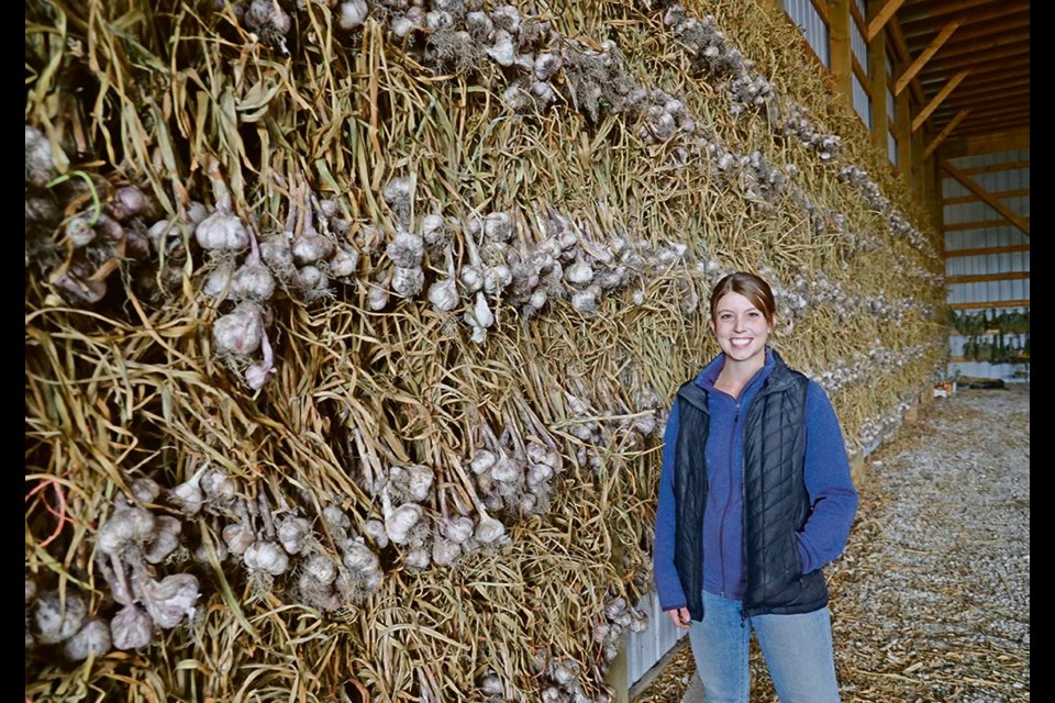 Kristin Graves of Fifth Gen Gardens stands beside a wall of garlic hanging in the farm shop. | Mary MacArthur photo 
A garlic harvester sits in a corner of the farm shop. 
