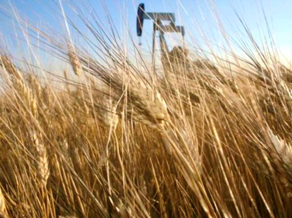 wheat-field-farmland-pumpjack