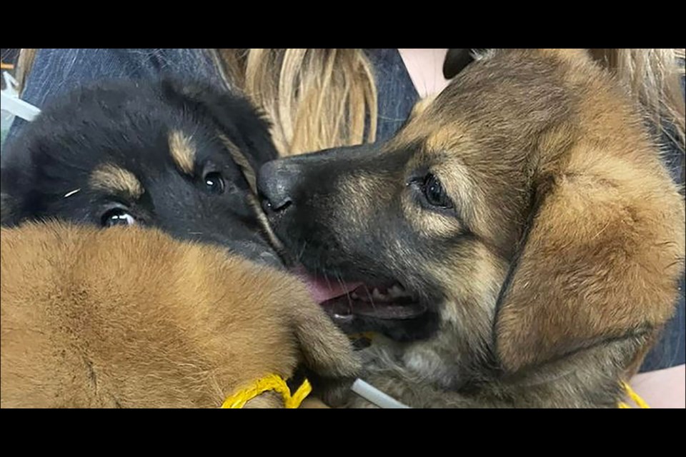 A fundraiser online 50-50 raffle opened on Jan. 24 for the Weyburn Humane Society, to assist the puppies, kittens and adult animals at the shelter.