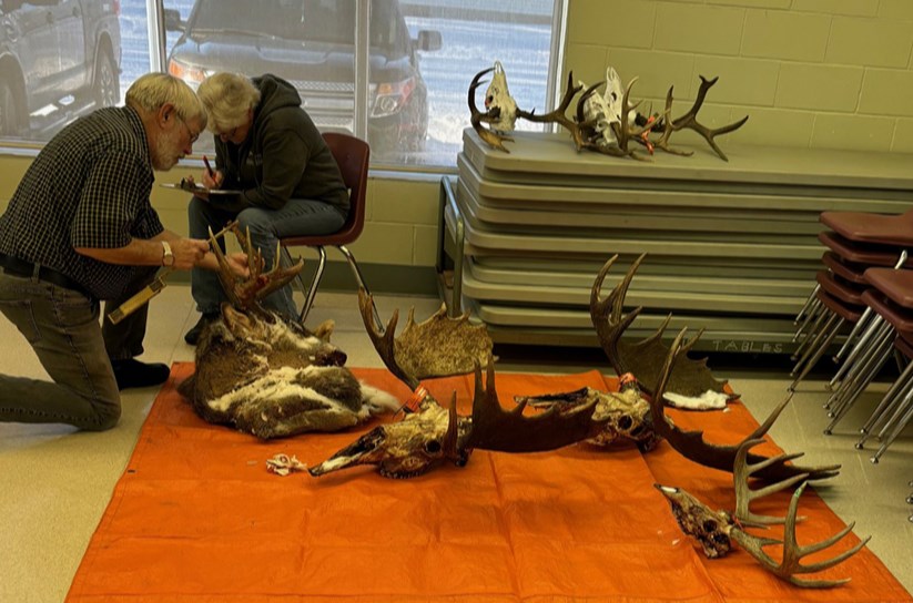 Floyd Hendrickson of Margo, an official Henry Kelsey measurer, took antler measurements assisted by his wife Dianne.