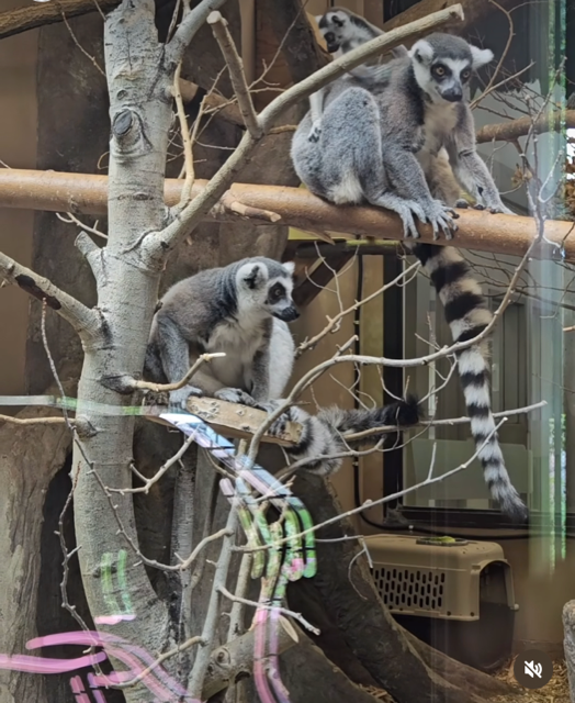 baby-lemur