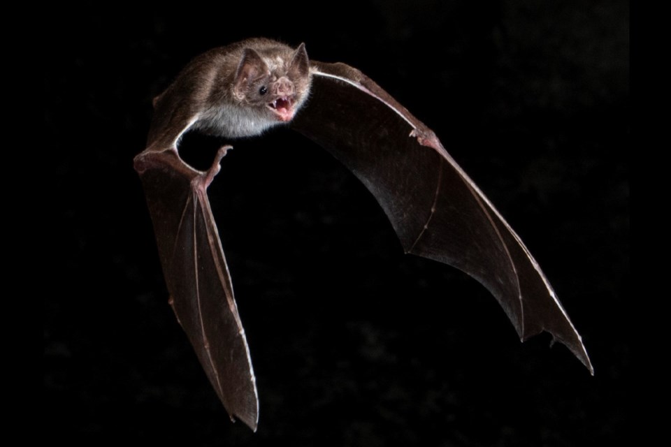 Most bats are nocturnal – meaning they take care of business like flying and hunting for food at night. But that’s not true of all bat species. 