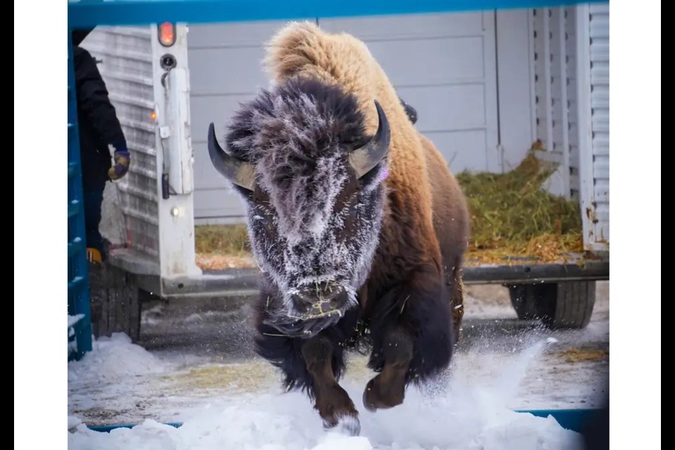 Shown is one of the bison that arrived at Mosquito, Grizzly Bear's Head, Lean Man First Nation.