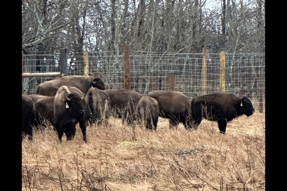 Bison at the MN-S Back to Batoche grounds Dec. 7.