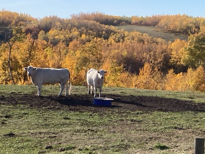 Blue Mountain cattle