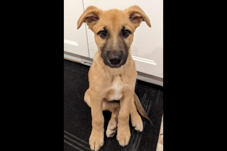 Shepherd mix hot sale rescue