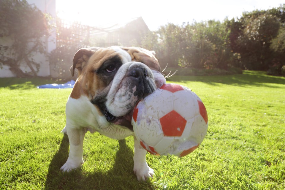 bull dog with ball