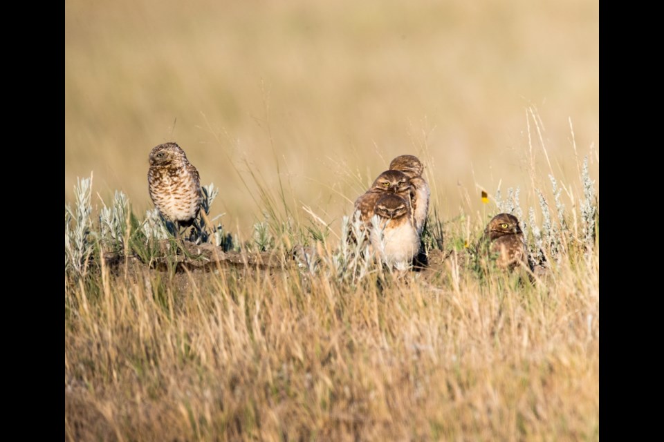 Young burrowing owls are practising their hunting and flying skills, and venturing out on their own to other burrows nearby. 