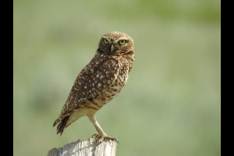 Burrowing owls are identifiable by their small size (approximately nine inches tall) and light and dark brown mottled plumage with white spots. 