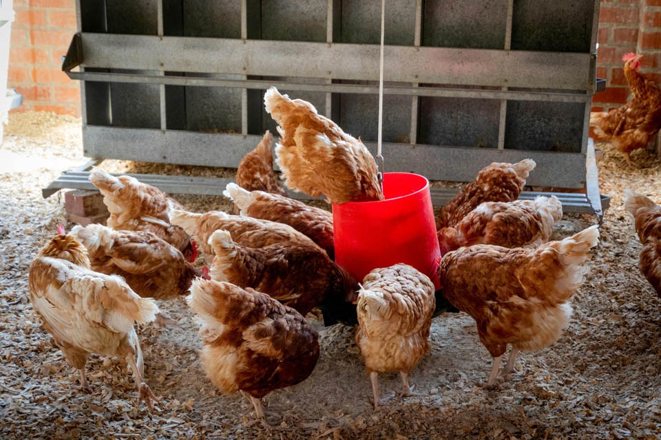 Exploring yeast genetics to produce better chicken feed