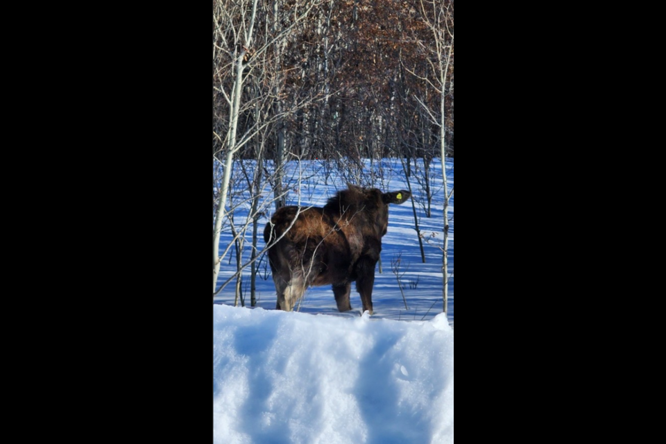 Cut Knife moose after successful relocation. The yellow ear tag identifies animals that have been chemically immoblized.