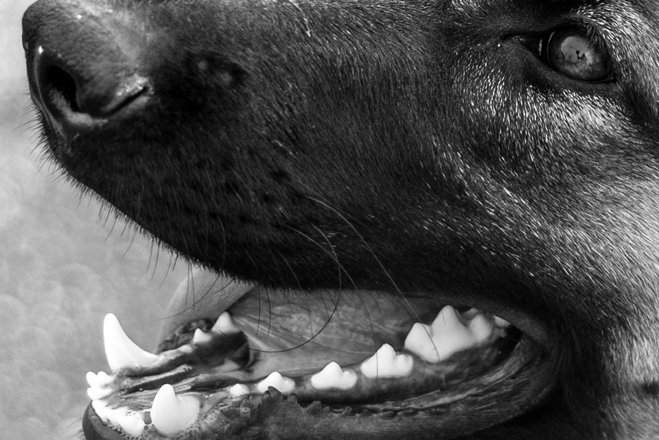 dogteeth-unsplash