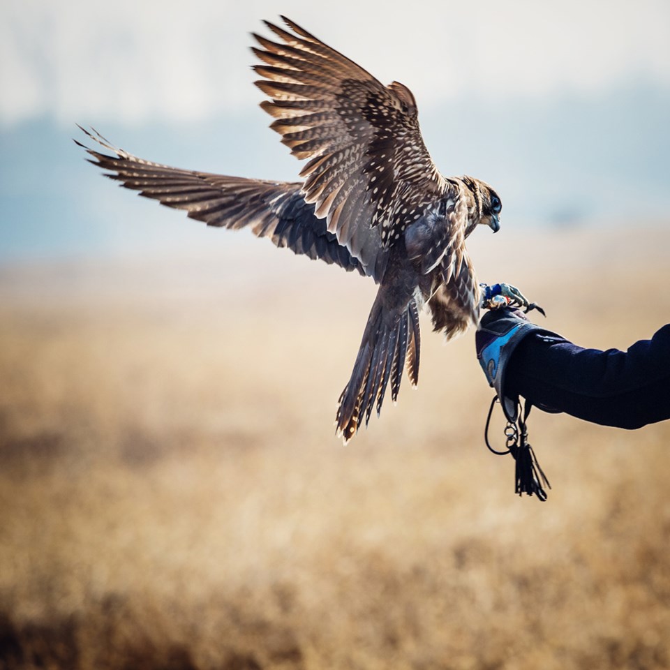 falconer